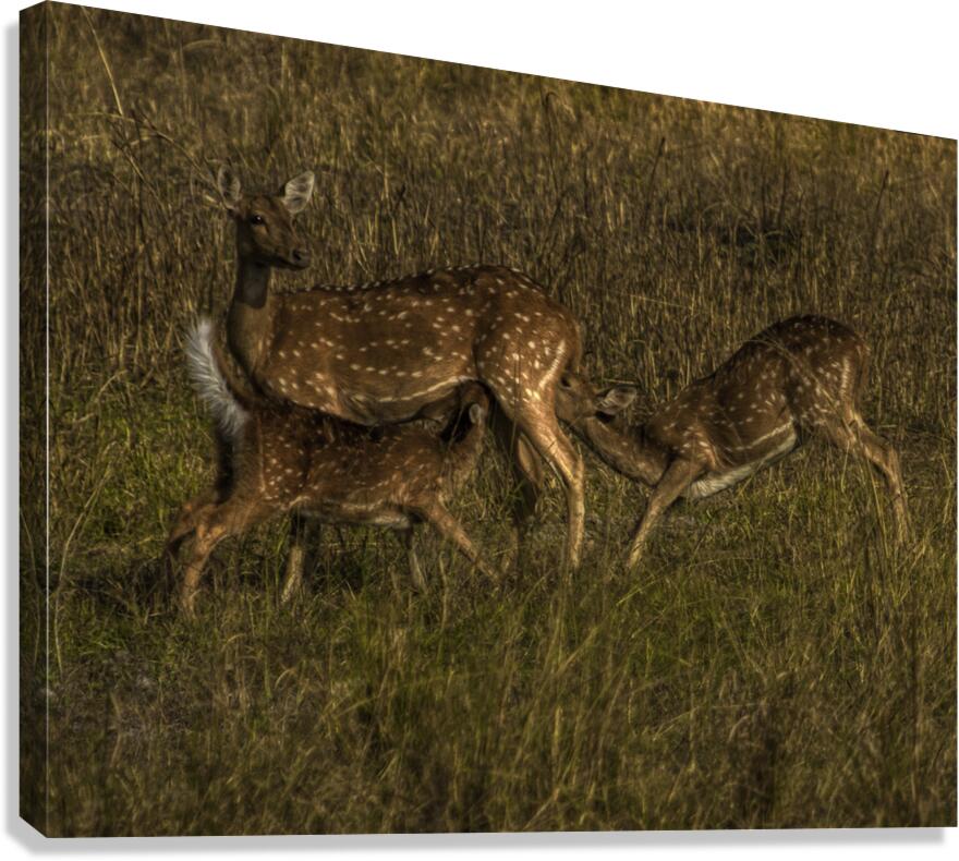 ANI 00192 Canvas Print
