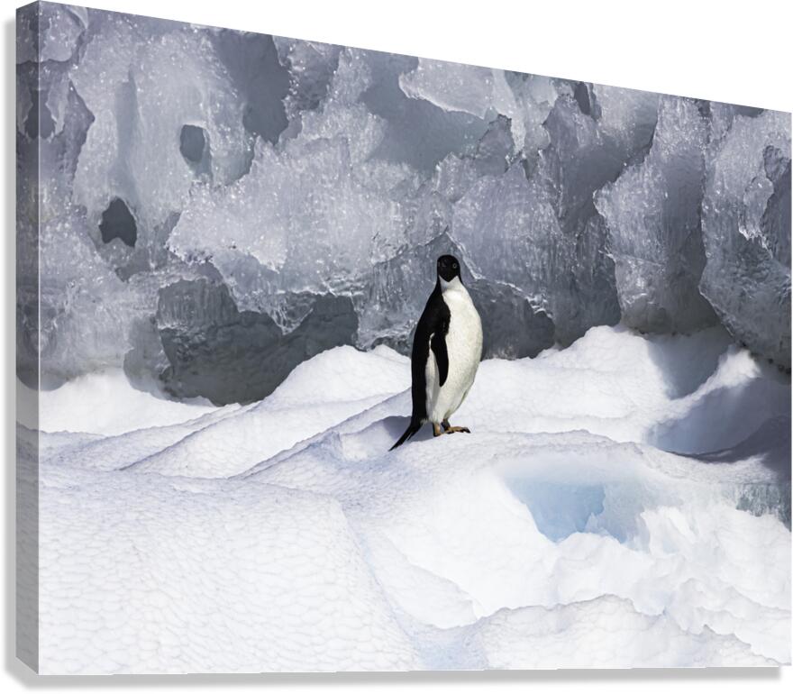 BIR 00239 Canvas Print
