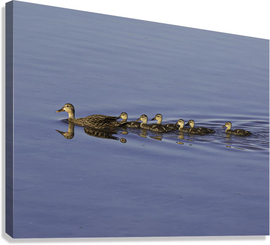 BIR 00218 Canvas Print