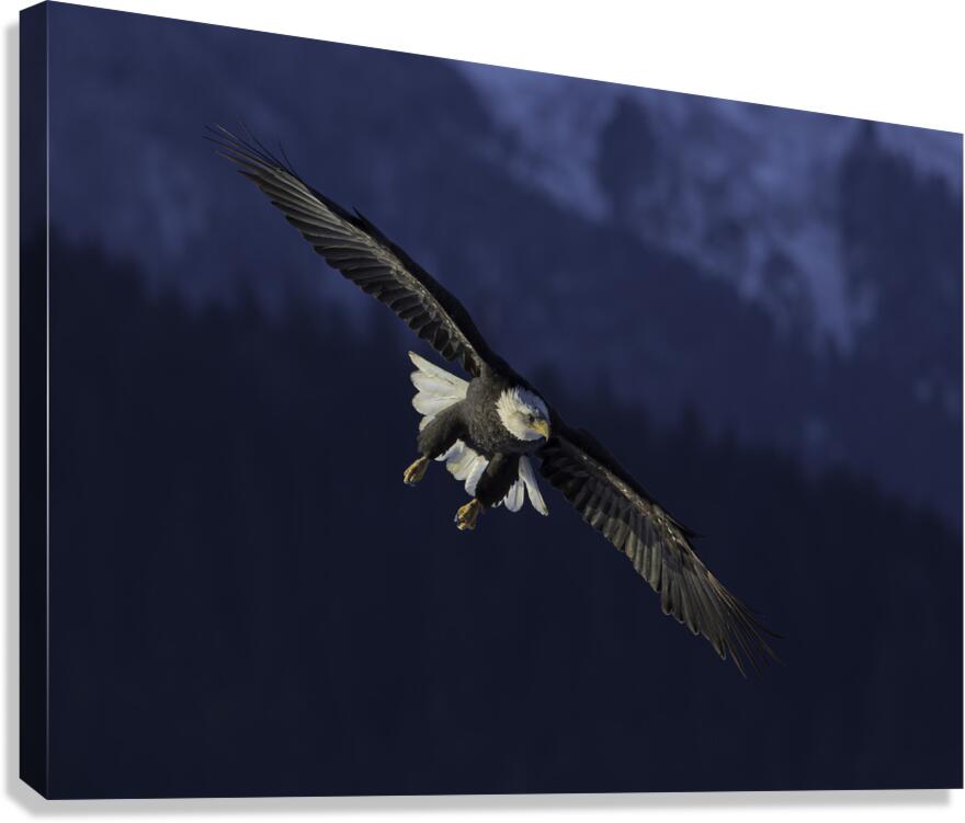 BIR 00212 Canvas Print