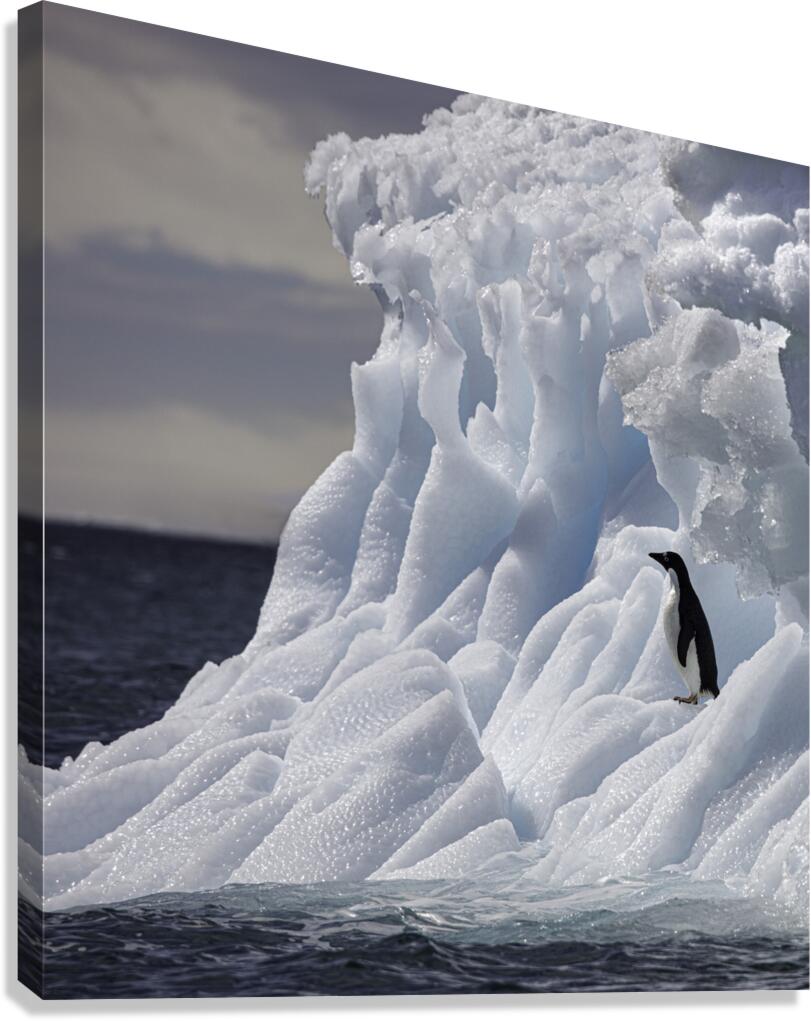 BIR 00238 Canvas Print