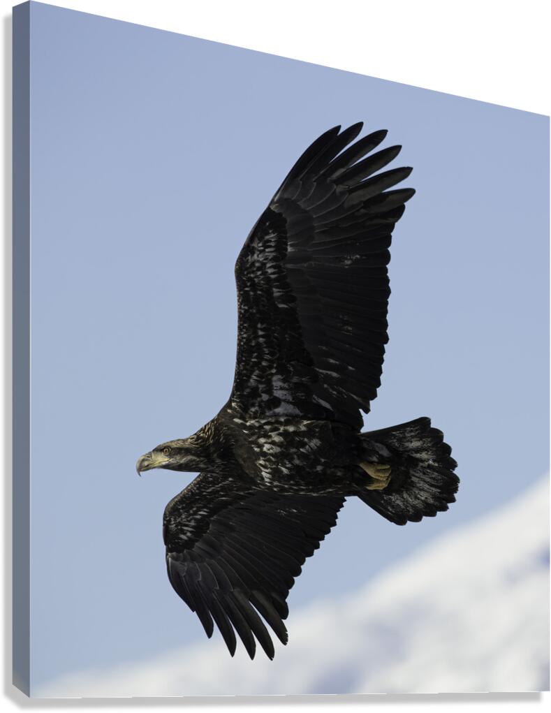 BIR 00213 Canvas Print