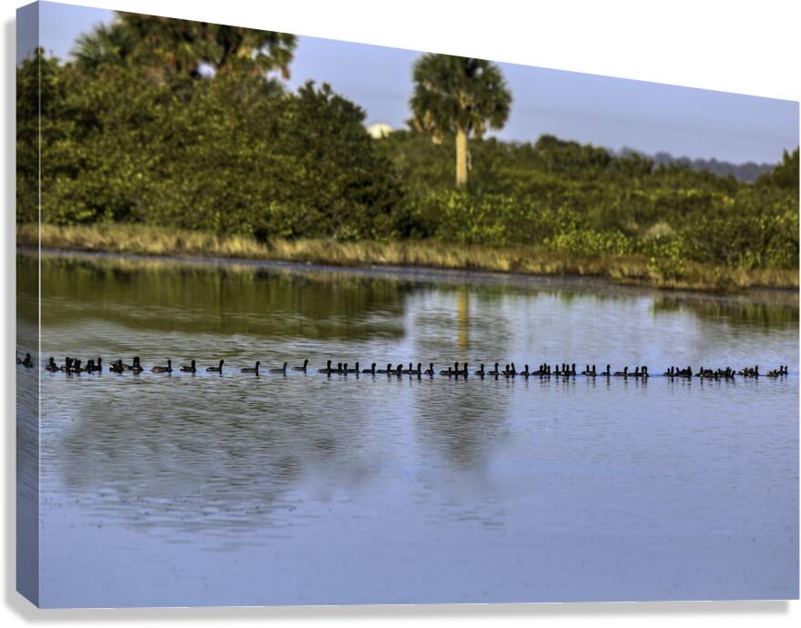BIR 00224 Canvas Print