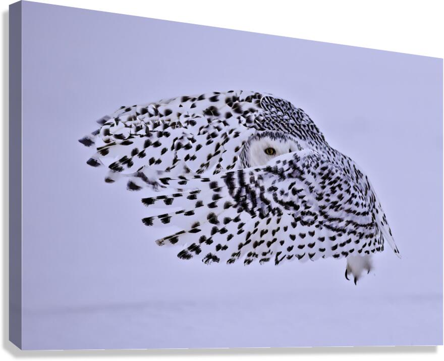 *BIR00273 Canvas Print