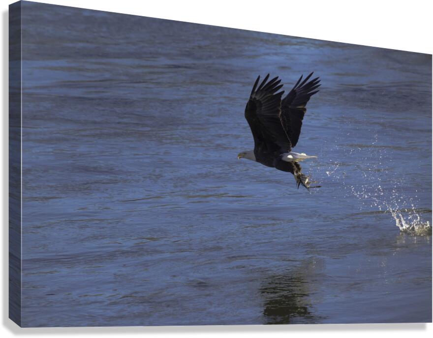 BIR 00270 Canvas Print