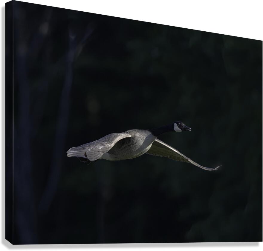 BIR 00301 Canvas Print