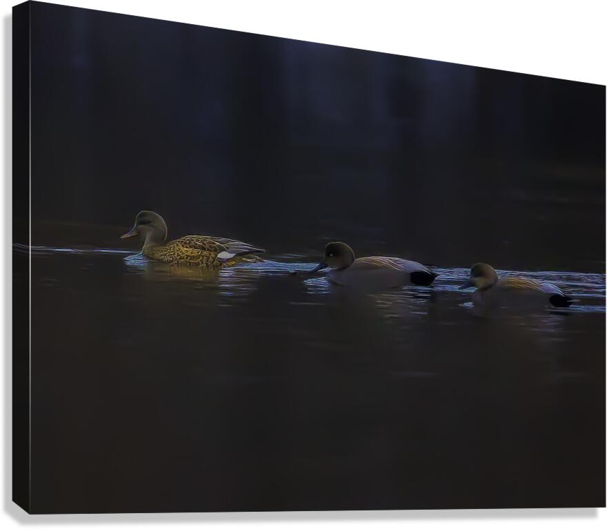 BIR 00295 Canvas Print