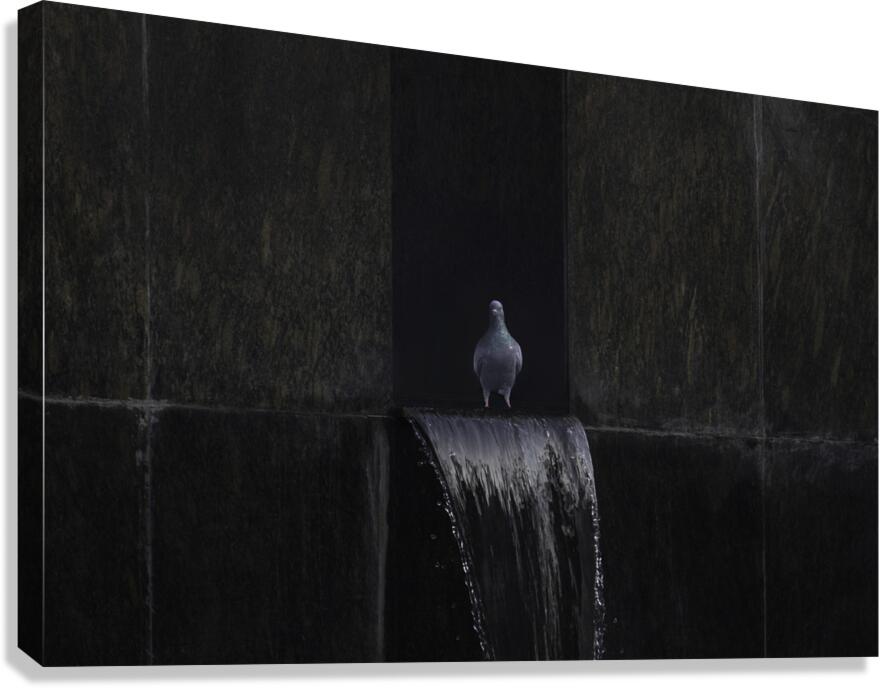 BIR 00294 Canvas Print