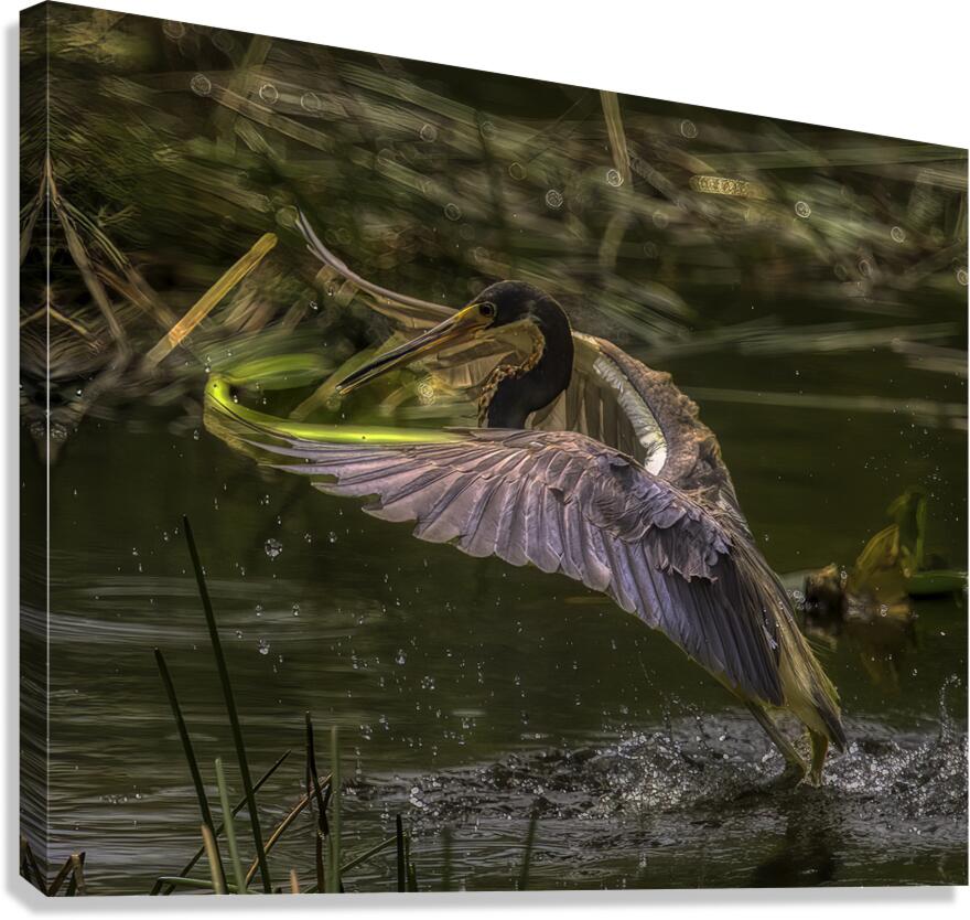 *BIR00337 Canvas Print