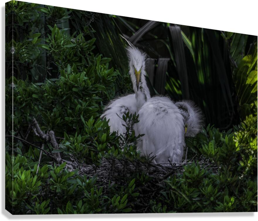 BIR 00328 Canvas Print