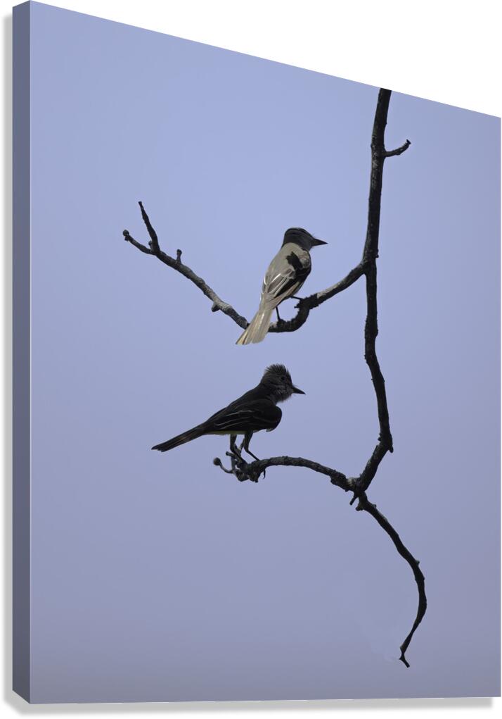 BIR 00313 Canvas Print