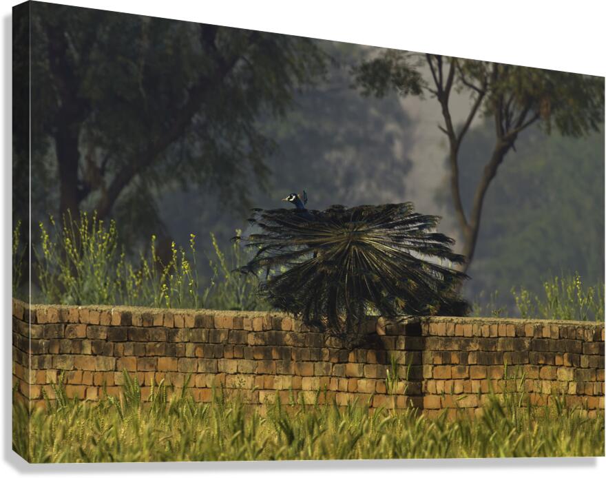 BIR 00325 Canvas Print
