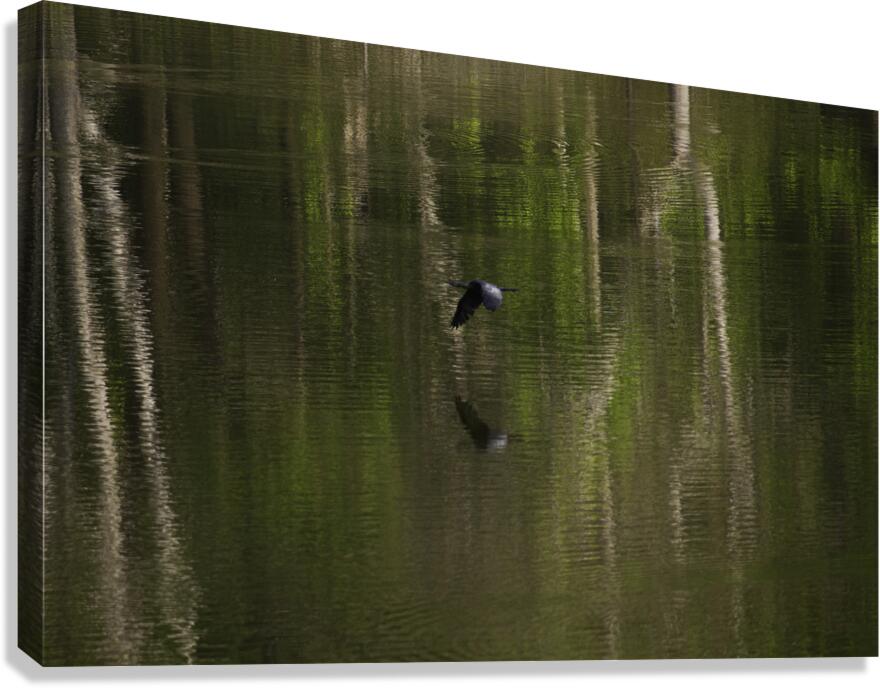 BIR 00323 Canvas Print