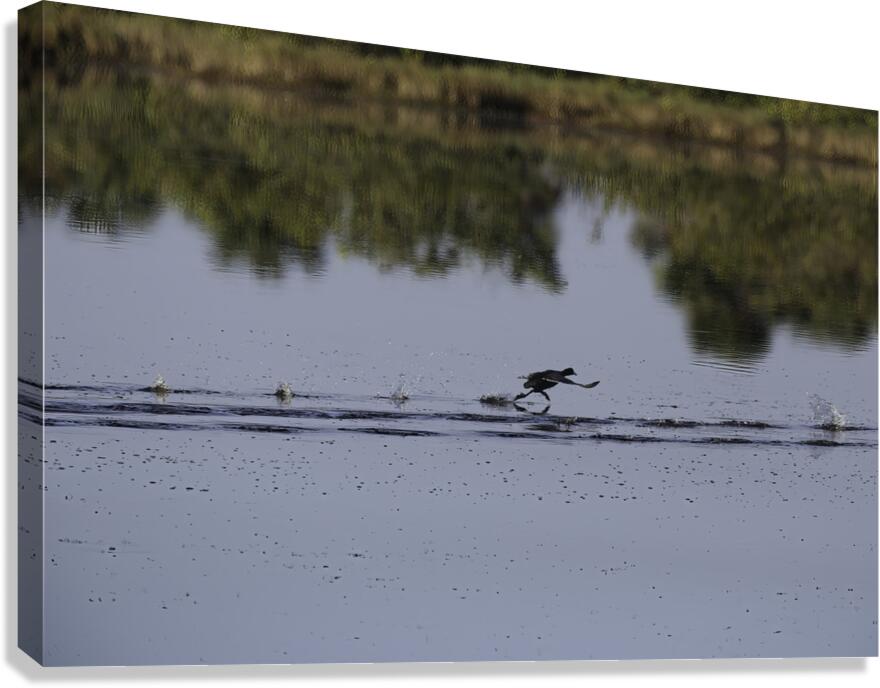 BIR 00318 Canvas Print
