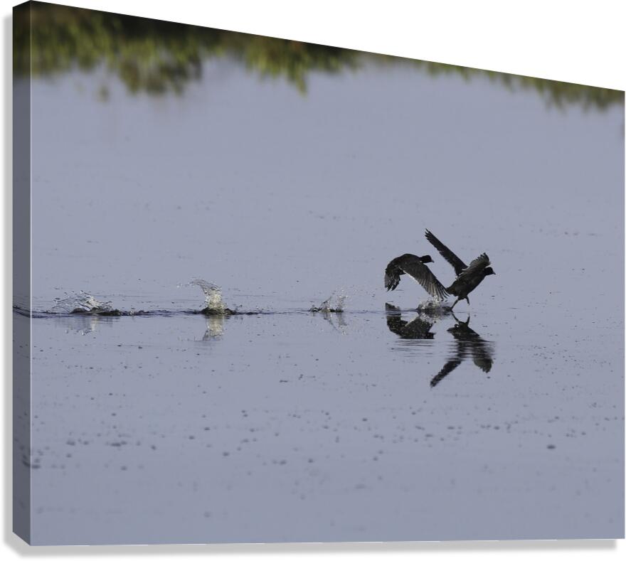 BIR 00319 Canvas Print