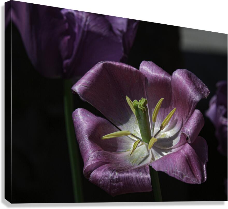 FLO 00436 Canvas Print