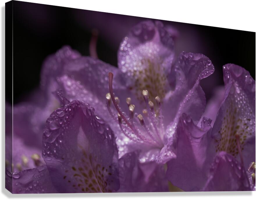 FLO 00437 Canvas Print