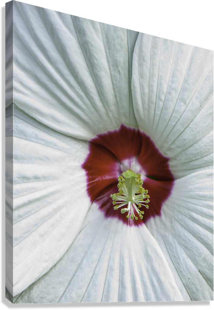 FLO 00420 Canvas Print