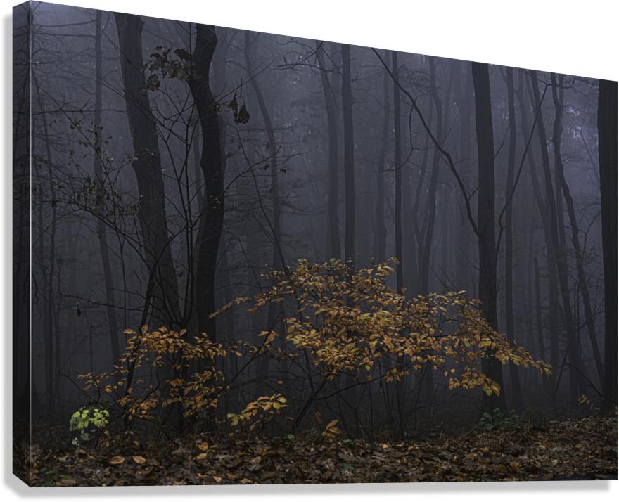 FLO 00449 Canvas Print