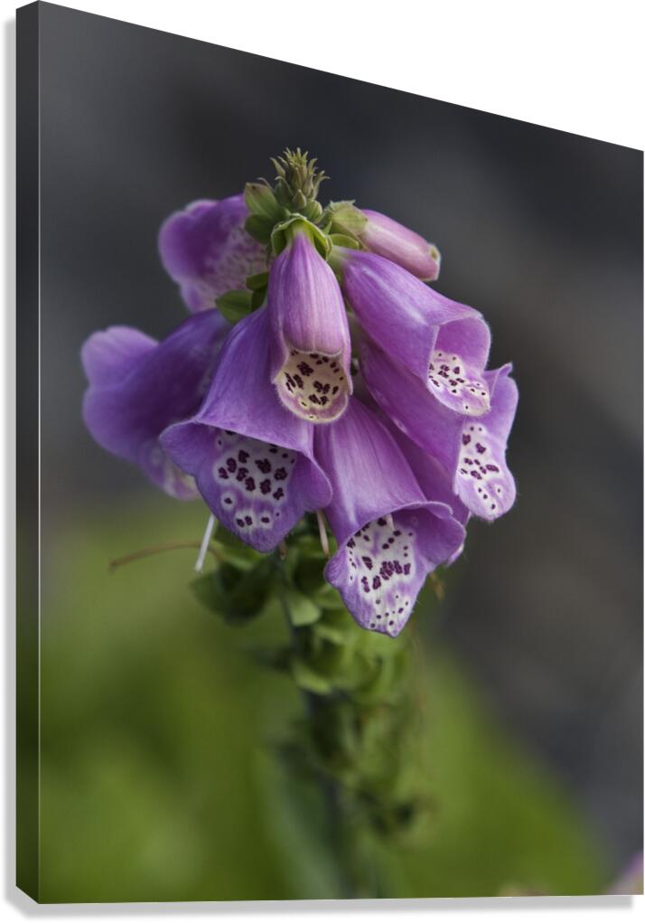 FLO 00422 Canvas Print