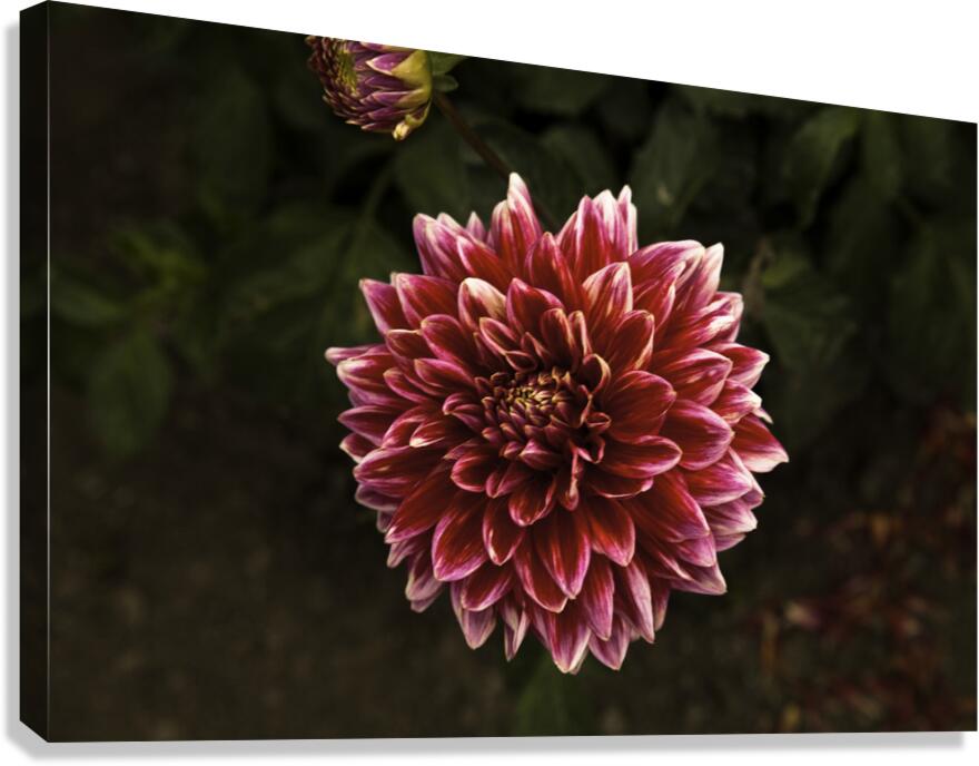 FLO 00426 Canvas Print