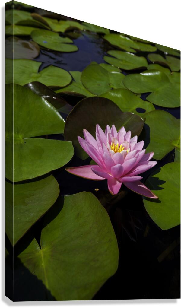 FLO 00421 Canvas Print