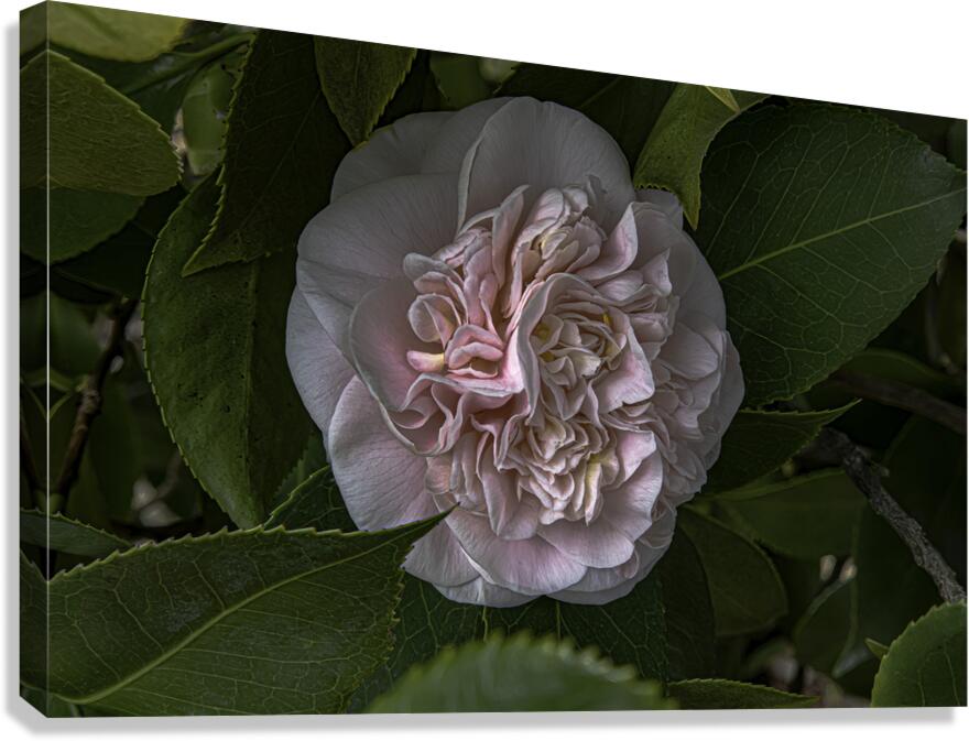 FLO 00460 Canvas Print