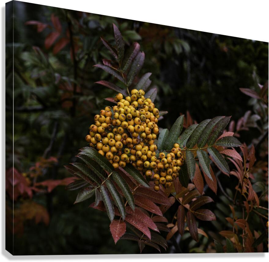 FLO 00453 Canvas Print