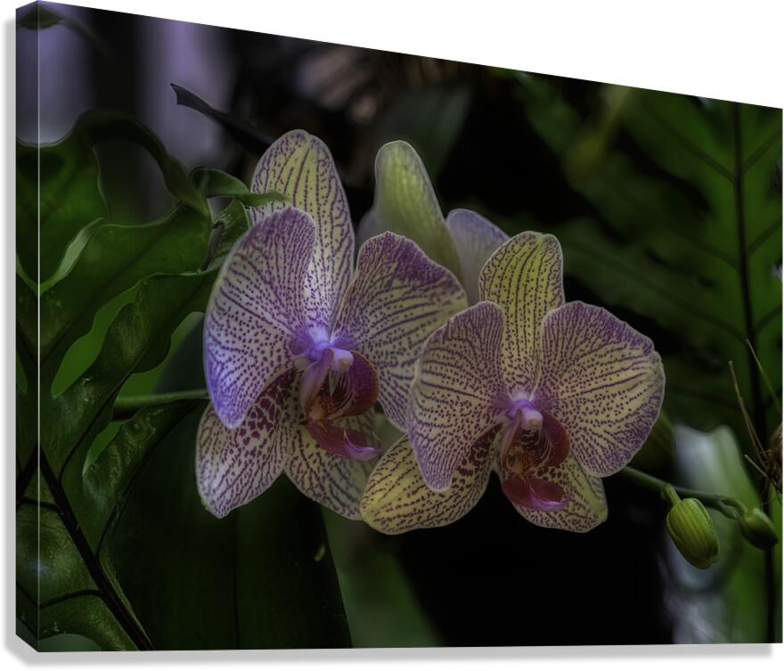 FLO 00451 Canvas Print