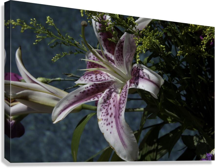 FLO 00427 Canvas Print