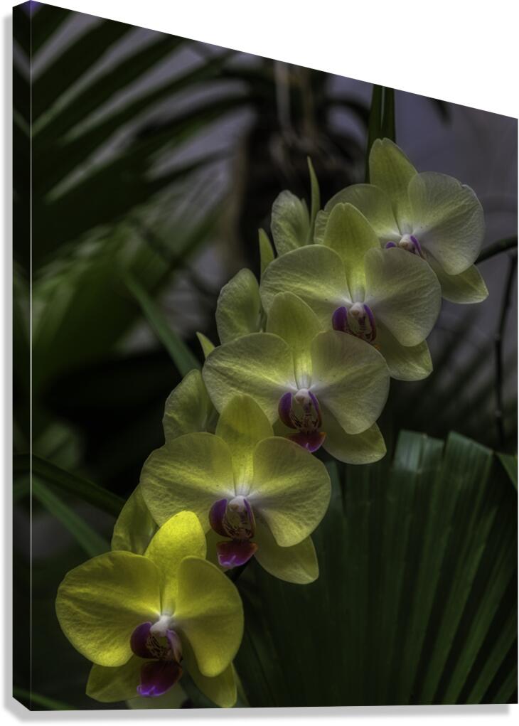FLO 00450 Canvas Print