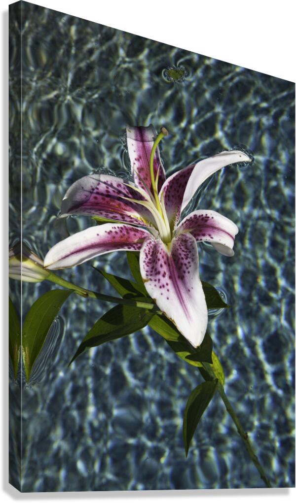 FLO 00428 Canvas Print