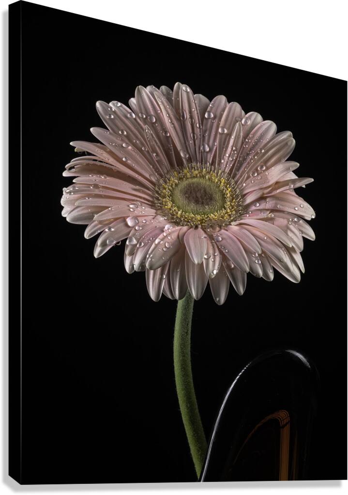 FLO 00452 Canvas Print