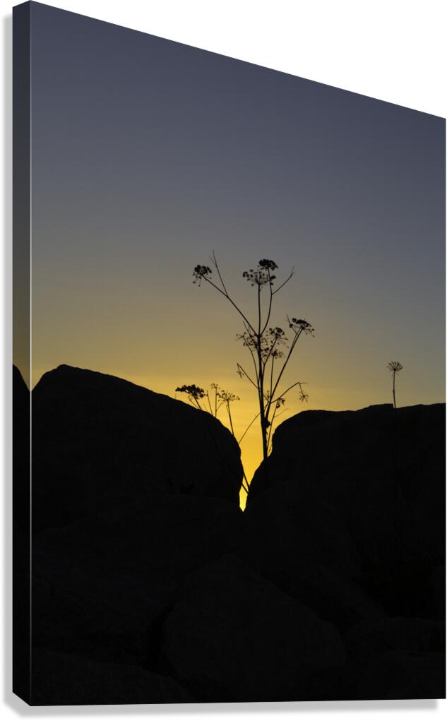 FLO 00448 Canvas Print