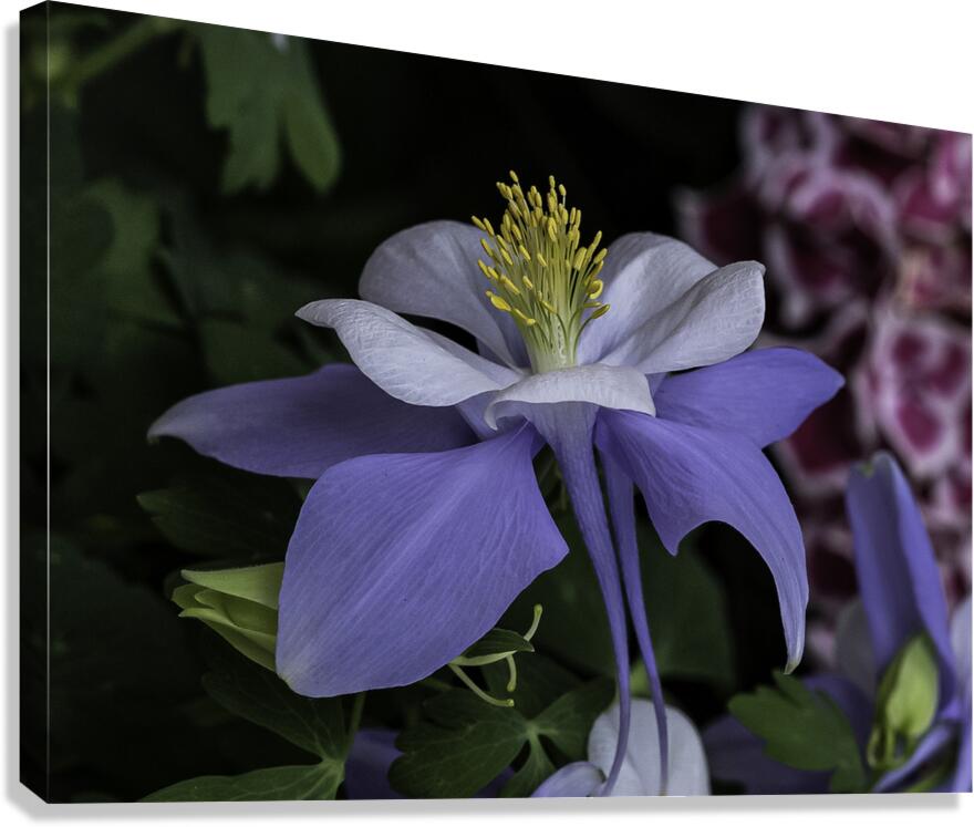 FLO 00445 Canvas Print