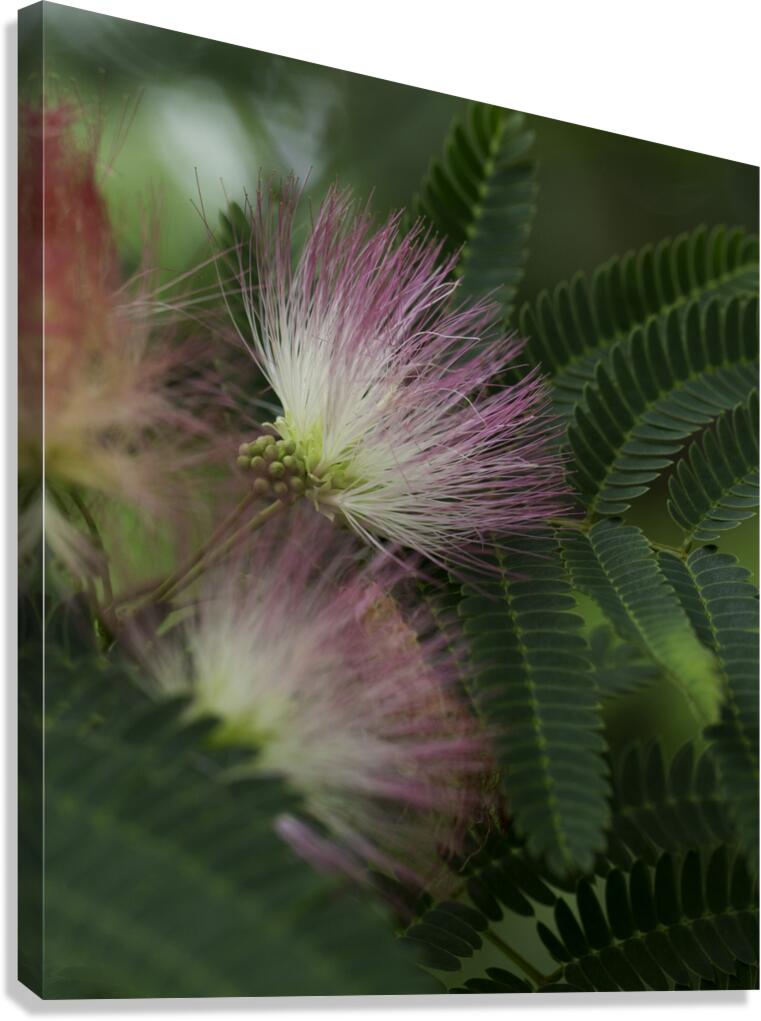 FLO 00442 Canvas Print
