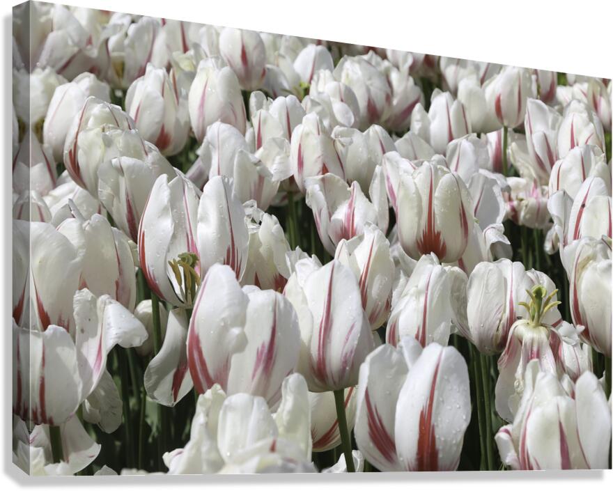 FLO 00438 Canvas Print