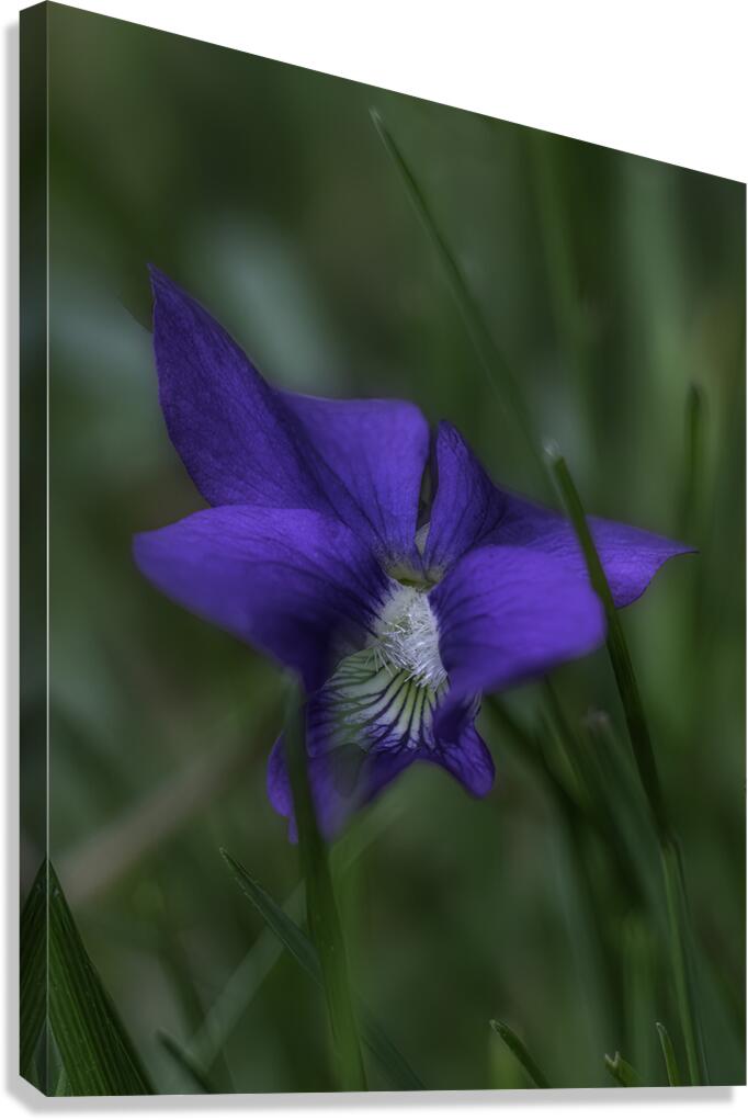 FLO 00455 Canvas Print