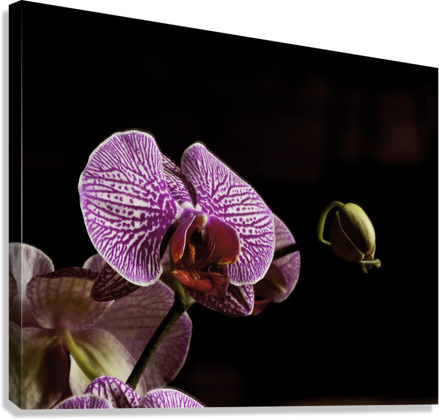 FLO 00425 Canvas Print