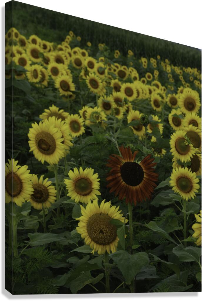 FLO 00447 Canvas Print