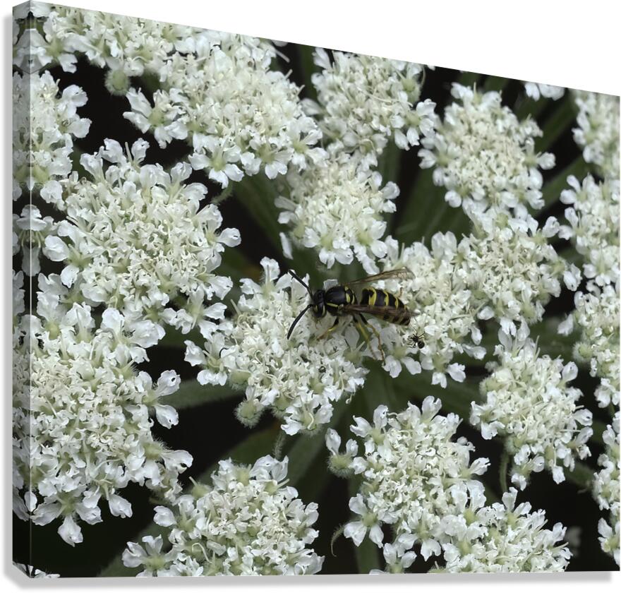 FLO 00484 Canvas Print