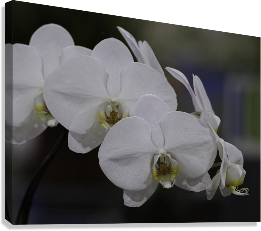 FLO 00498 Canvas Print