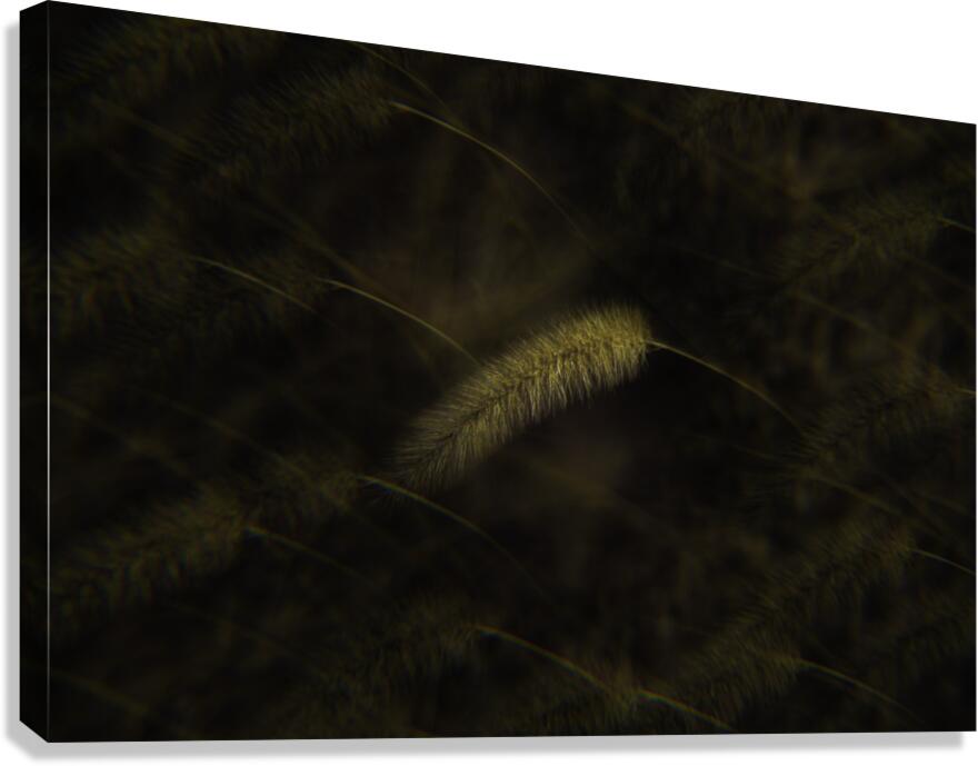 FLO 00486 Canvas Print