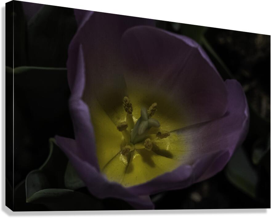 FLO 00495 Canvas Print