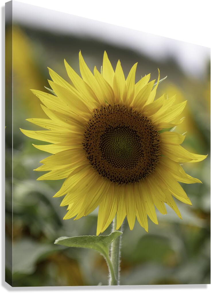 FLO 00488 Canvas Print