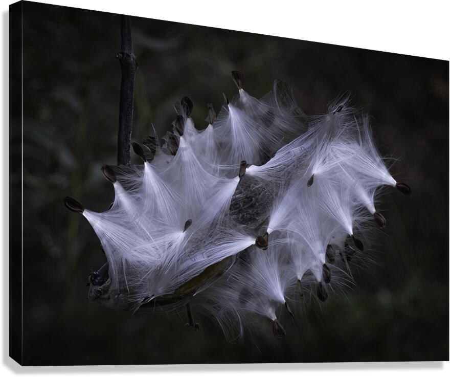 FLO 00463 Canvas Print