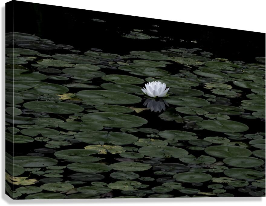 FLO 00461 Canvas Print