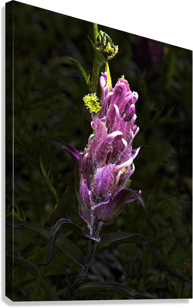FLO 00475 Canvas Print