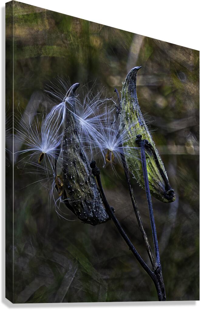FLO 00466 Canvas Print