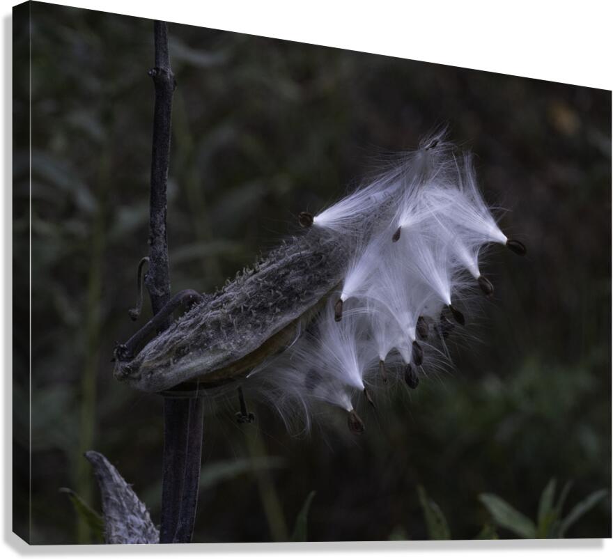 FLO 00464 Canvas Print